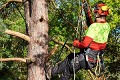 Castro Valley Tree Service